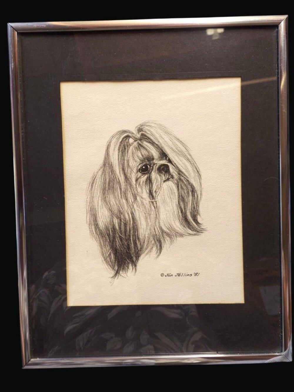 Shih Tzu Dog Sketch By Jan Jellins 1981 Framed Black & White Drawing 1114